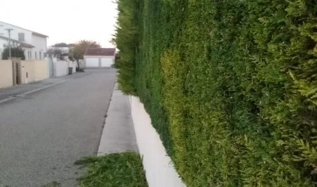 Taille de haie de cyprès à Robion