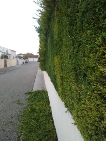 Taille de haie de cyprès à Robion