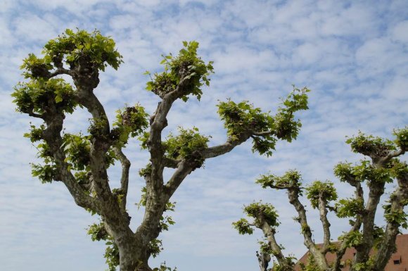 Tailles des platanes - Cheval-Blanc - O'Vert Jardin