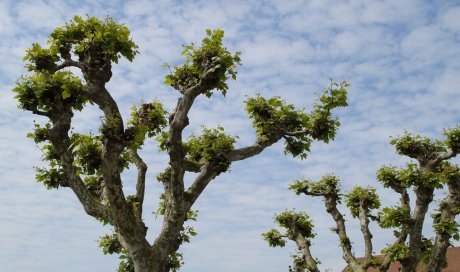 Tailles des platanes - Cheval-Blanc - O'Vert Jardin