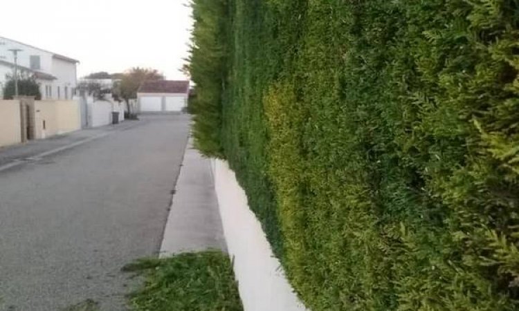 Taille de haie - Cheval-Blanc - O'Vert Jardin