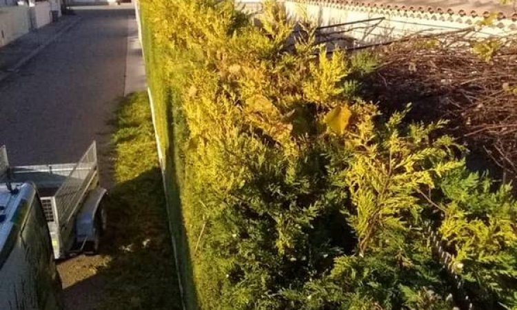 Taille de haie - Cheval-Blanc - O'Vert Jardin