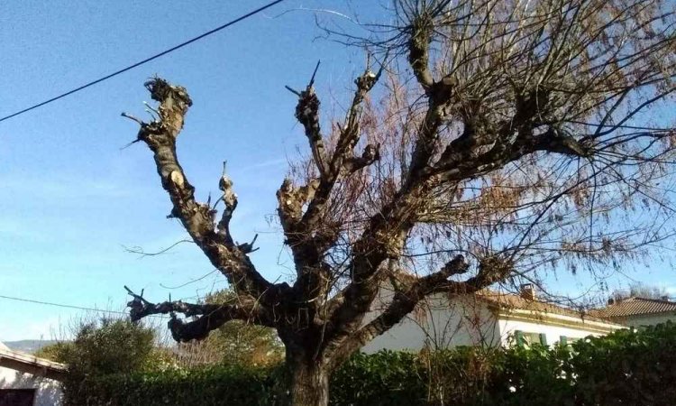 Taille de platane - Cheval-Blanc - O'Vert Jardin