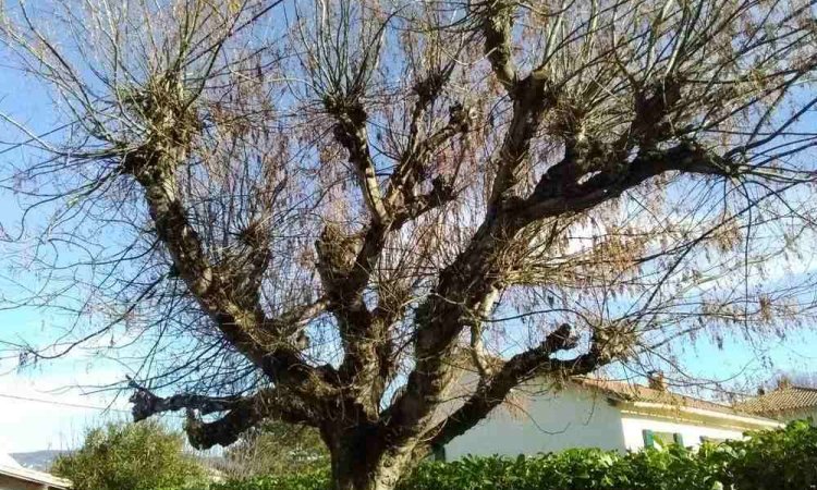 Taille de platane - Cheval-Blanc - O'Vert Jardin